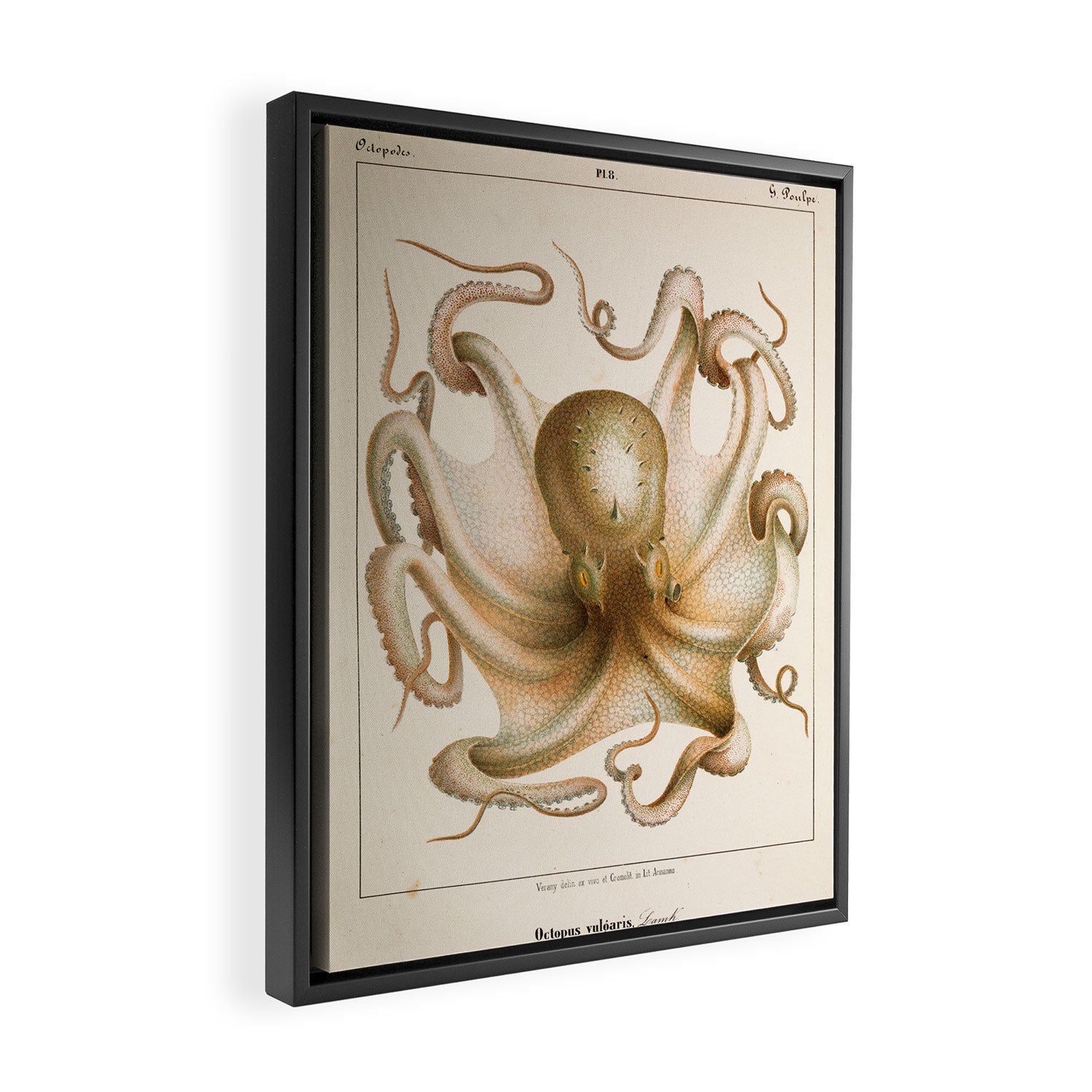 Octopus from "Mollusques Méditeranéens" by Jean Baptiste Vérany, 1851 Framed Canvas Print Gallery Image 2