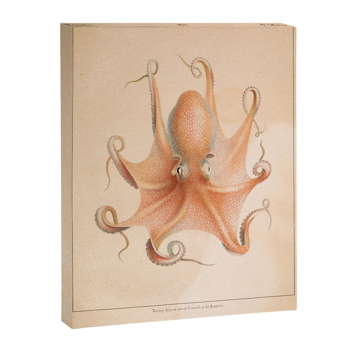 Octopus from "Mollusques Méditeranéens" by Jean Baptiste Vérany, 1851 Canvas Print Gallery Image 1
