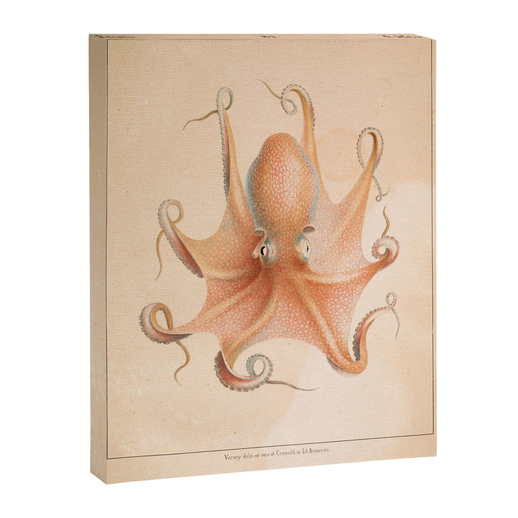Octopus from "Mollusques Méditeranéens" by Jean Baptiste Vérany, 1851 Canvas Print Gallery Image 6