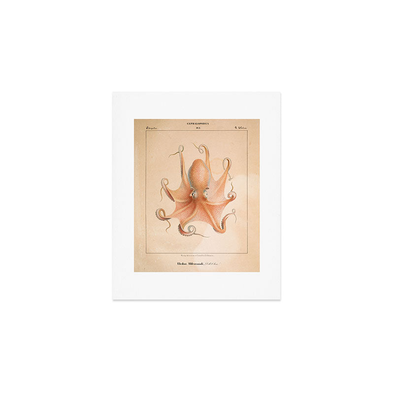 Octopus from "Mollusques Méditeranéens" by Jean Baptiste Vérany, 1851 Art Print Gallery Image 1