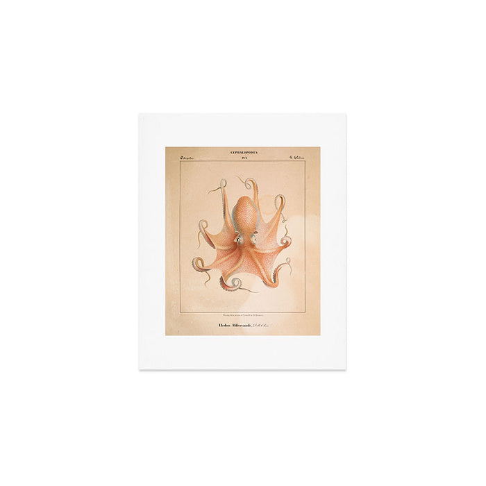Octopus from "Mollusques Méditeranéens" by Jean Baptiste Vérany, 1851 Art Print Gallery Image 1
