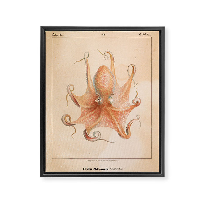 Octopus from "Mollusques Méditeranéens" by Jean Baptiste Vérany, 1851 Framed Canvas Print Gallery Image 1