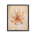Octopus from "Mollusques Méditeranéens" by Jean Baptiste Vérany, 1851 Framed Canvas Print Gallery Image 6