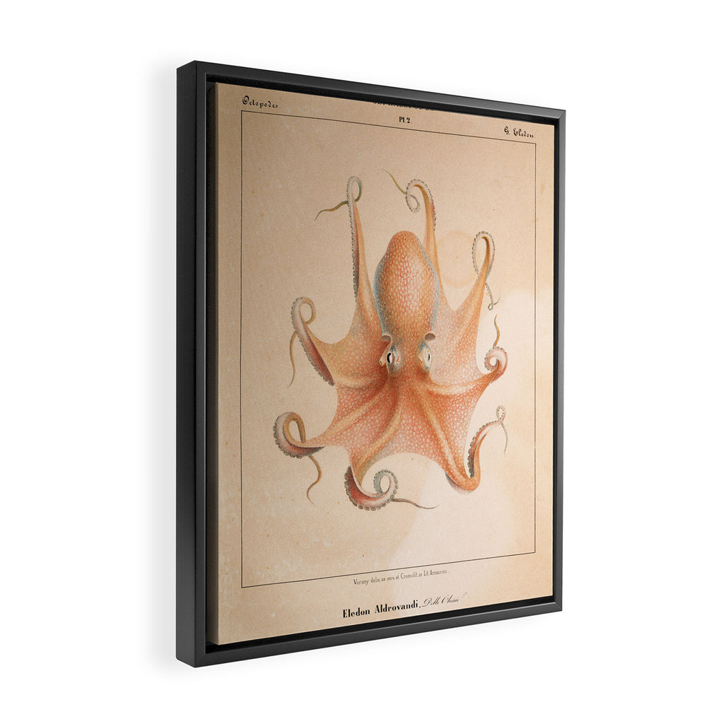 Octopus from "Mollusques Méditeranéens" by Jean Baptiste Vérany, 1851 Framed Canvas Print Gallery Image 2