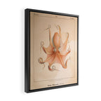Octopus from "Mollusques Méditeranéens" by Jean Baptiste Vérany, 1851 Framed Canvas Print Gallery Image 2