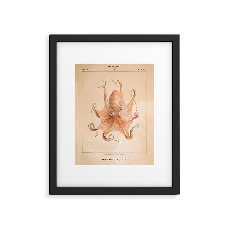 Octopus from "Mollusques Méditeranéens" by Jean Baptiste Vérany, 1851 Framed Art Print Gallery Image 4