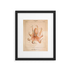 Octopus from "Mollusques Méditeranéens" by Jean Baptiste Vérany, 1851 Framed Art Print Gallery Image 4