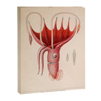Octopus from "Mollusques Méditeranéens" by Jean Baptiste Vérany, 1851 Canvas Print Gallery Image 6