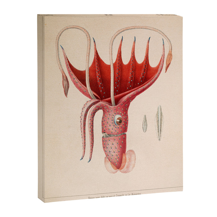 Octopus from "Mollusques Méditeranéens" by Jean Baptiste Vérany, 1851 Canvas Print Gallery Image 1