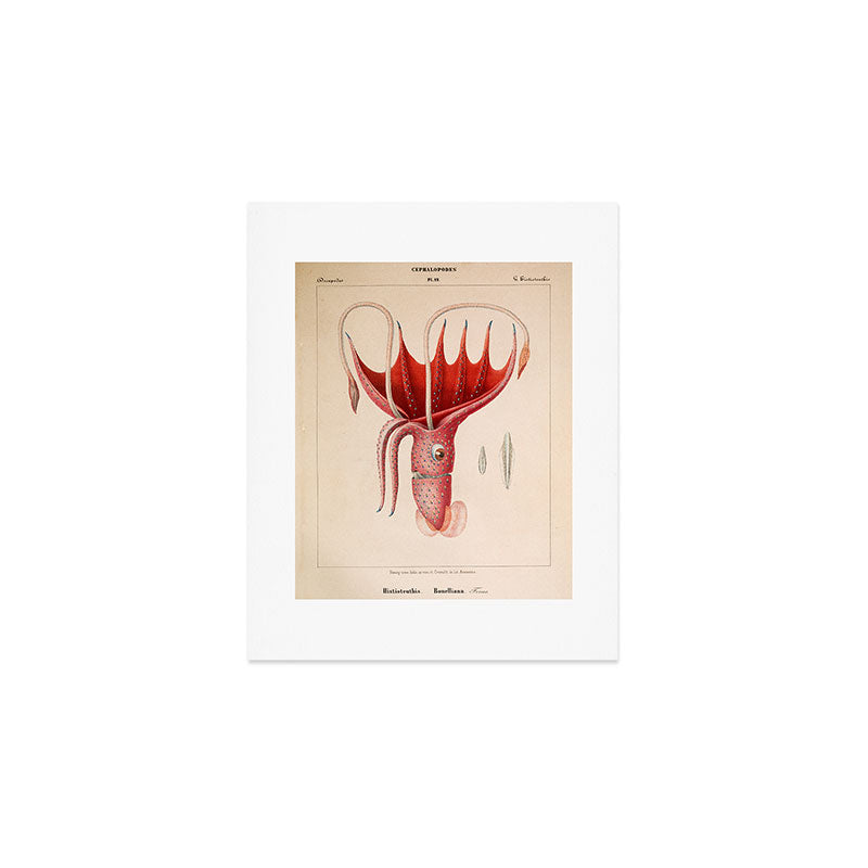 Octopus from "Mollusques Méditeranéens" by Jean Baptiste Vérany, 1851 Art Print Gallery Image 1