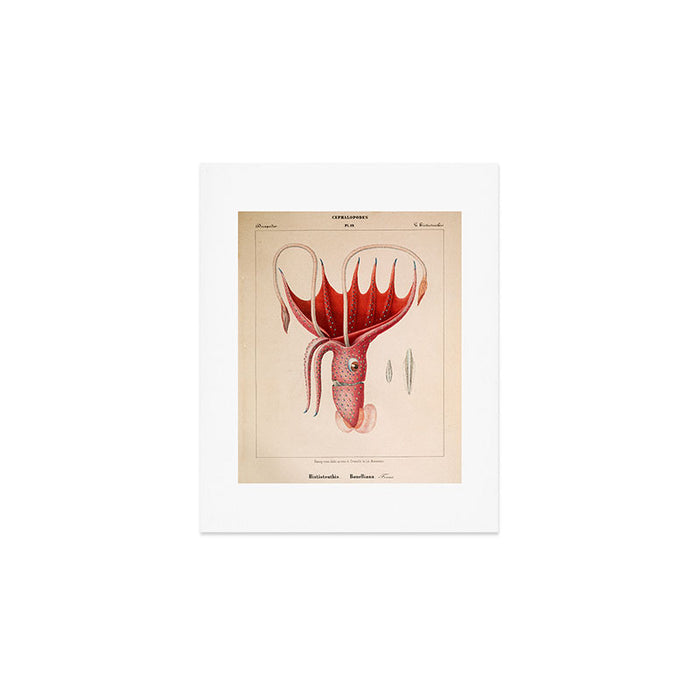 Octopus from "Mollusques Méditeranéens" by Jean Baptiste Vérany, 1851 Art Print Gallery Image 1