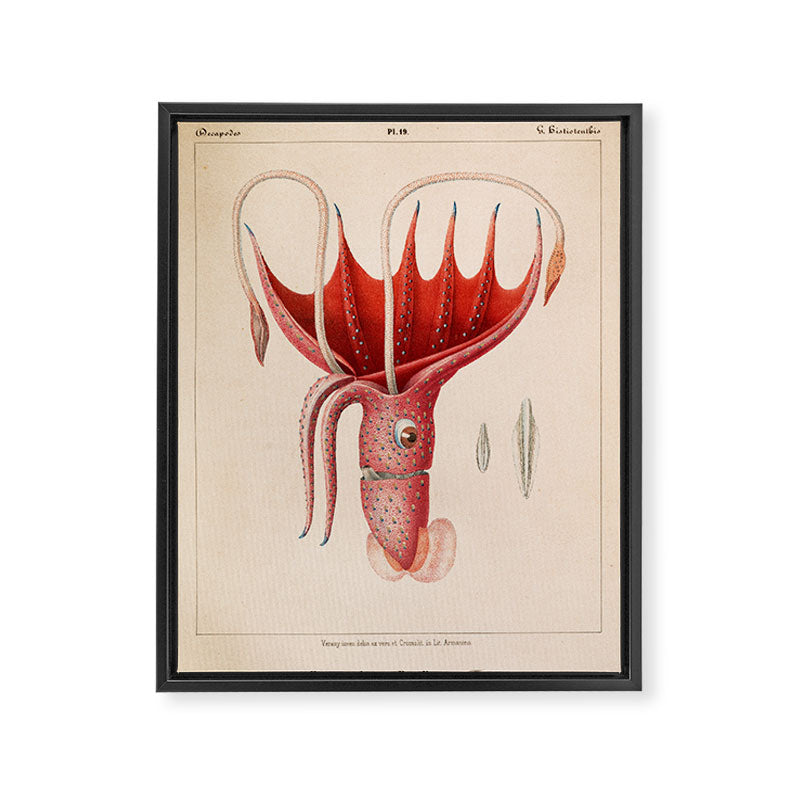 Octopus from "Mollusques Méditeranéens" by Jean Baptiste Vérany, 1851 Framed Canvas Print Gallery Image 6