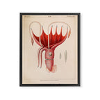 Octopus from "Mollusques Méditeranéens" by Jean Baptiste Vérany, 1851 Framed Canvas Print Gallery Image 6