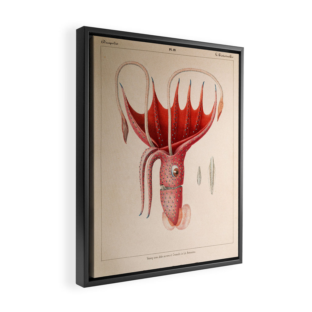Octopus from "Mollusques Méditeranéens" by Jean Baptiste Vérany, 1851 Framed Canvas Print Gallery Image 2