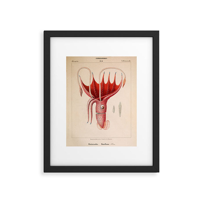 Octopus from "Mollusques Méditeranéens" by Jean Baptiste Vérany, 1851 Framed Art Print Gallery Image 1
