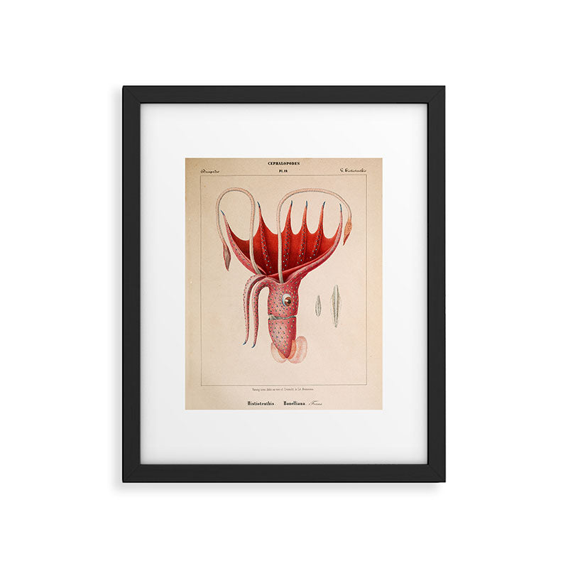 Octopus from "Mollusques Méditeranéens" by Jean Baptiste Vérany, 1851 Framed Art Print Gallery Image 5