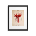 Octopus from "Mollusques Méditeranéens" by Jean Baptiste Vérany, 1851 Framed Art Print Gallery Image 5