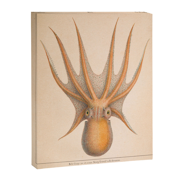 Octopus from "Mollusques Méditeranéens" by Jean Baptiste Vérany, 1851 Canvas Print Gallery Image 1