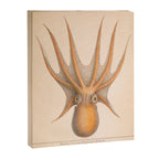 Octopus from "Mollusques Méditeranéens" by Jean Baptiste Vérany, 1851 Canvas Print Gallery Image 6