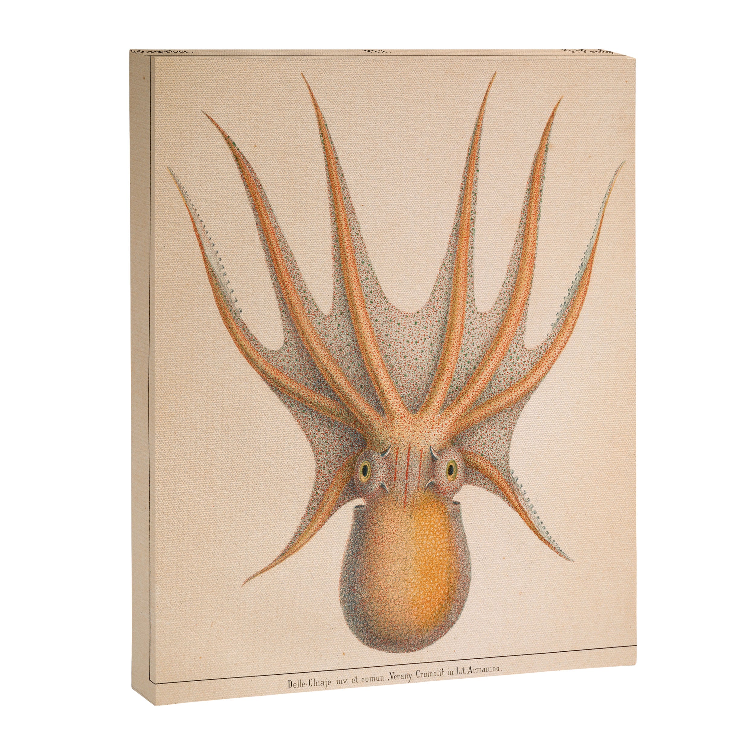 Octopus from "Mollusques Méditeranéens" by Jean Baptiste Vérany, 1851 Canvas Print Gallery Image 6