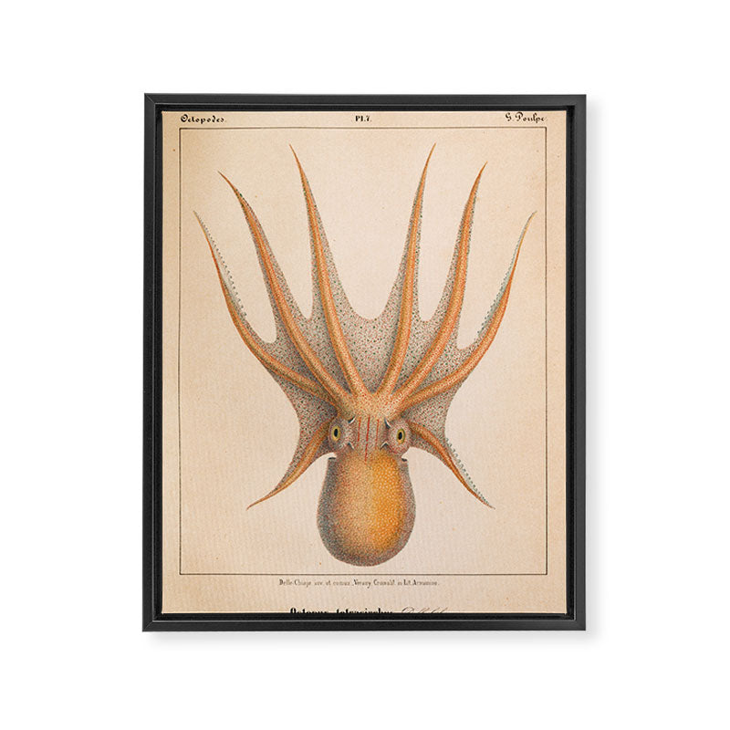 Octopus from "Mollusques Méditeranéens" by Jean Baptiste Vérany, 1851 Framed Canvas Print Gallery Image 6
