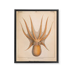 Octopus from "Mollusques Méditeranéens" by Jean Baptiste Vérany, 1851 Framed Canvas Print Gallery Image 6