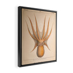 Octopus from "Mollusques Méditeranéens" by Jean Baptiste Vérany, 1851 Framed Canvas Print Gallery Image 2