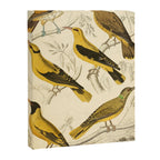 Orioles from The Edinburgh Journal, 1835 (benefitting The Nature Conservancy) Canvas Print Gallery Image 6