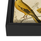 Orioles from The Edinburgh Journal, 1835 (benefitting The Nature Conservancy) Framed Canvas Print Gallery Image 3