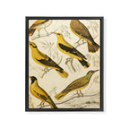 Orioles from The Edinburgh Journal, 1835 (benefitting The Nature Conservancy) Framed Canvas Print Gallery Image 6