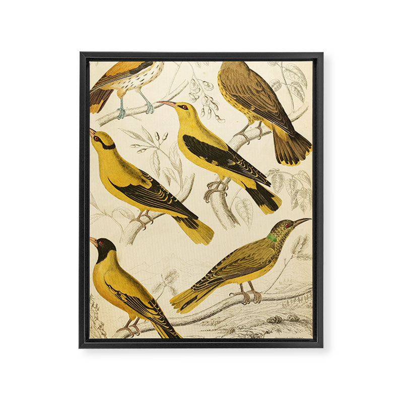 Orioles from The Edinburgh Journal, 1835 (benefitting The Nature Conservancy) Framed Canvas Print Gallery Image 6