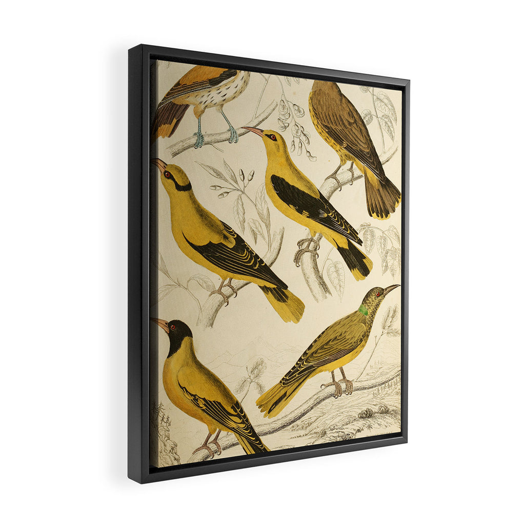 Orioles from The Edinburgh Journal, 1835 (benefitting The Nature Conservancy) Framed Canvas Print Gallery Image 2