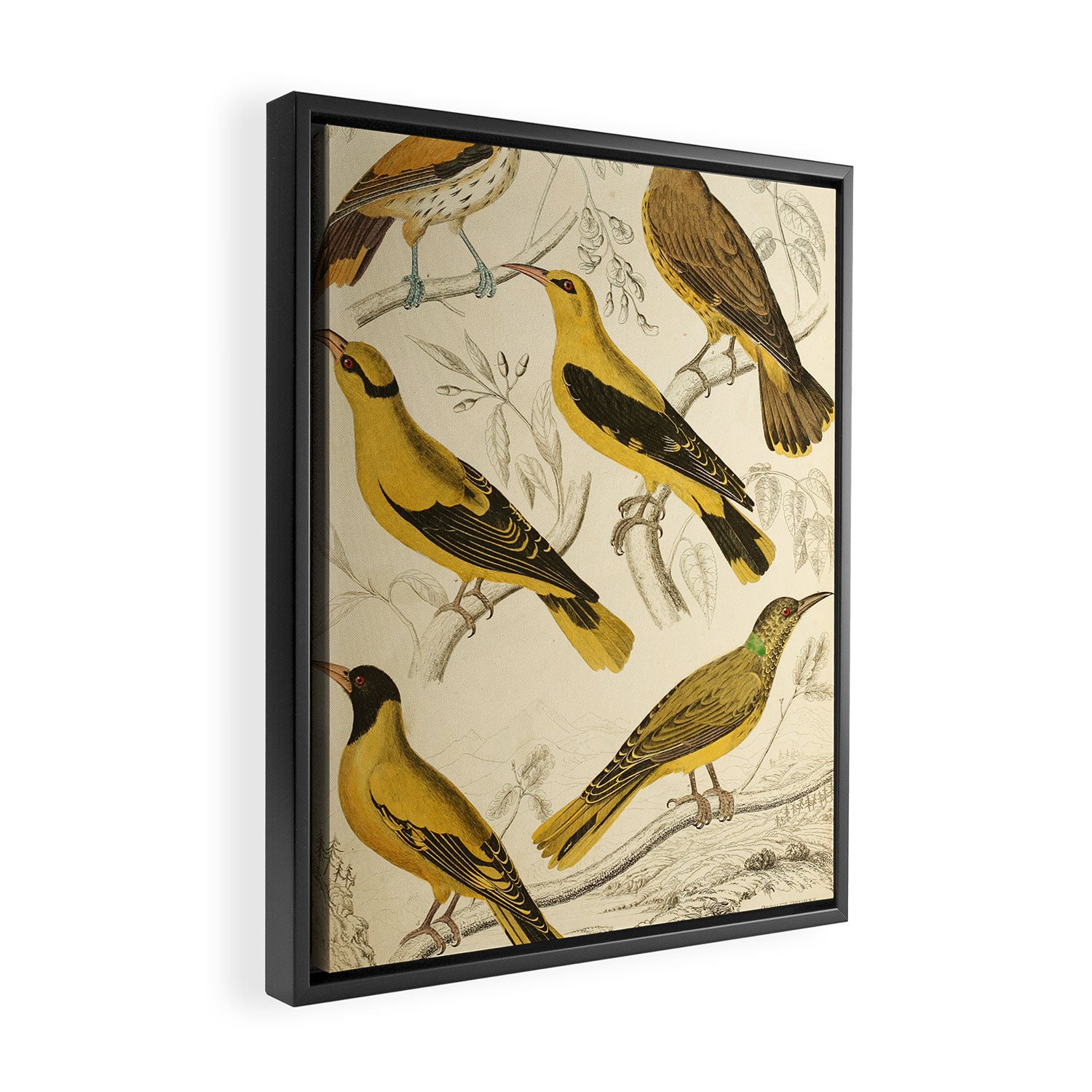Orioles from The Edinburgh Journal, 1835 (benefitting The Nature Conservancy) Framed Canvas Print Gallery Image 2