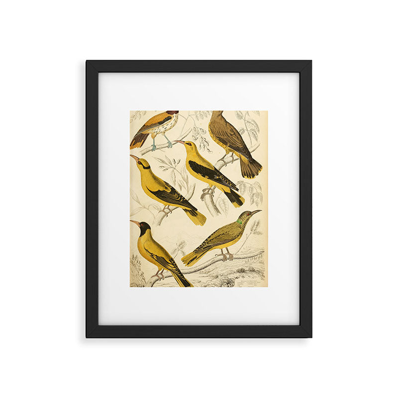 Orioles from The Edinburgh Journal, 1835 (benefitting The Nature Conservancy) Framed Art Print Gallery Image 5