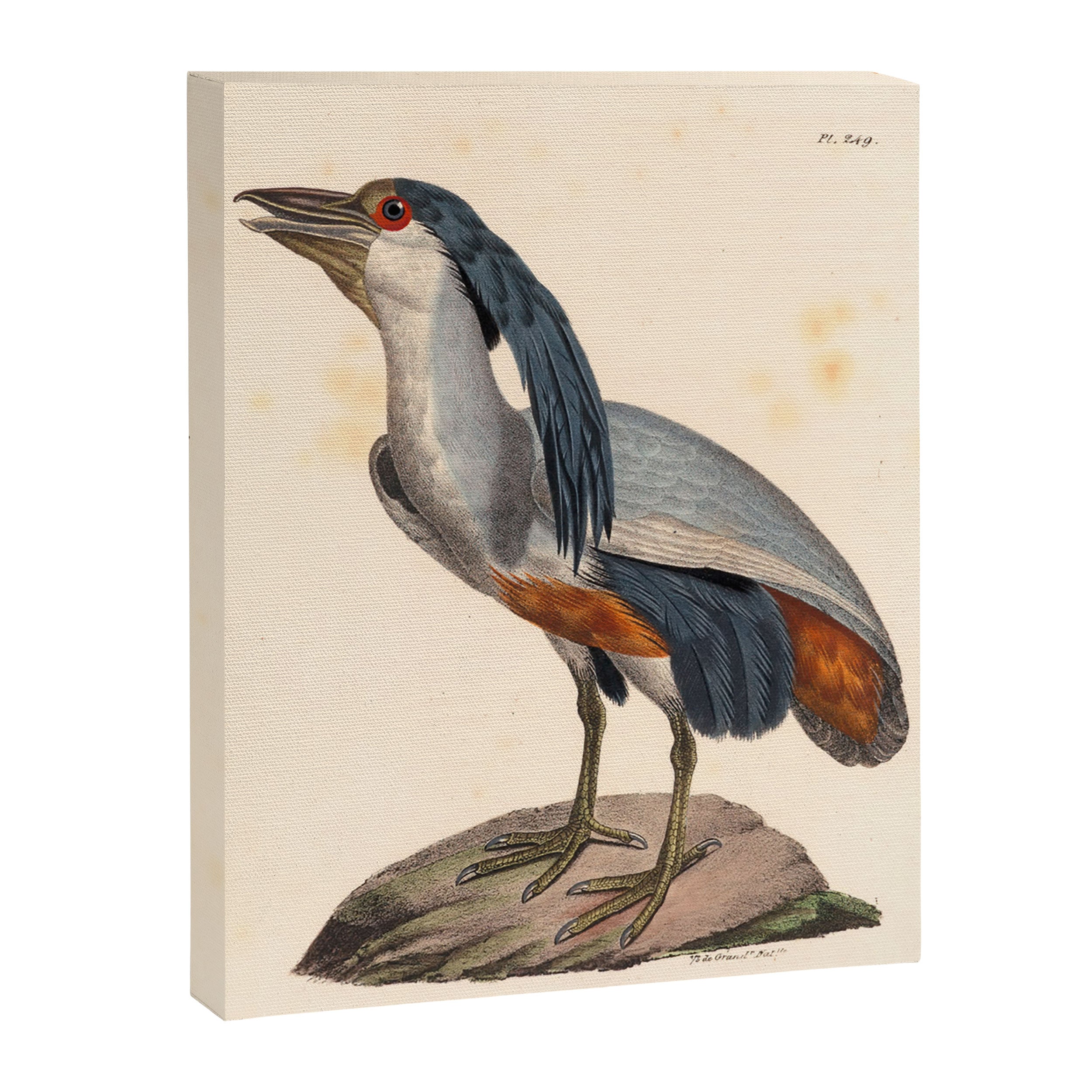 Ornithological illustration from "La Galerie de Oiseaux" ("Bird Gallery"), 1825 Canvas Print Gallery Image 6