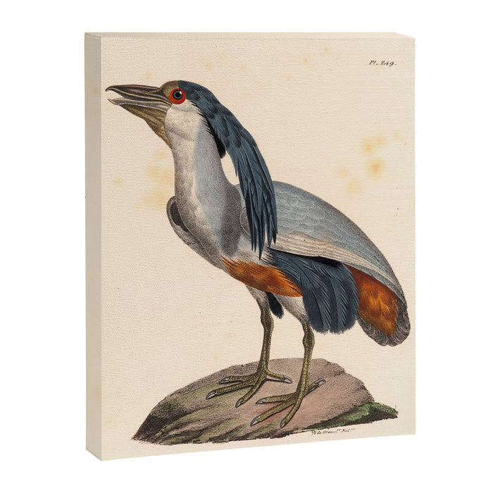 Ornithological illustration from "La Galerie de Oiseaux" ("Bird Gallery"), 1825 Canvas Print Gallery Image 1