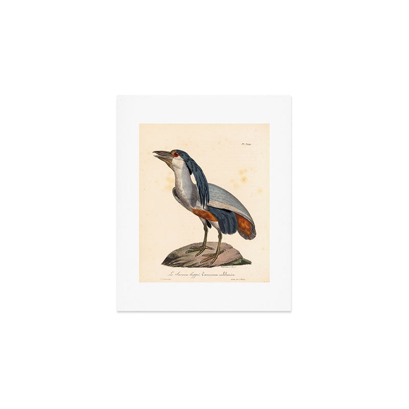 Ornithological illustration from "La Galerie de Oiseaux" ("Bird Gallery"), 1825 Art Print Gallery Image 1