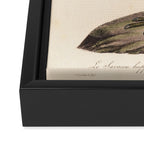 Ornithological illustration from "La Galerie de Oiseaux" ("Bird Gallery"), 1825 Framed Canvas Print Gallery Image 3