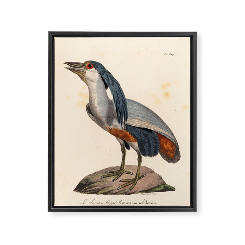 Ornithological illustration from "La Galerie de Oiseaux" ("Bird Gallery"), 1825 Framed Canvas Print Gallery Image 6