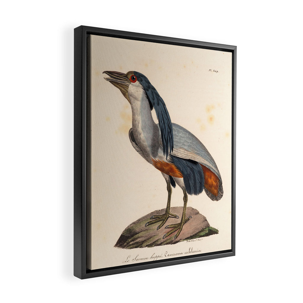 Ornithological illustration from "La Galerie de Oiseaux" ("Bird Gallery"), 1825 Framed Canvas Print Gallery Image 2