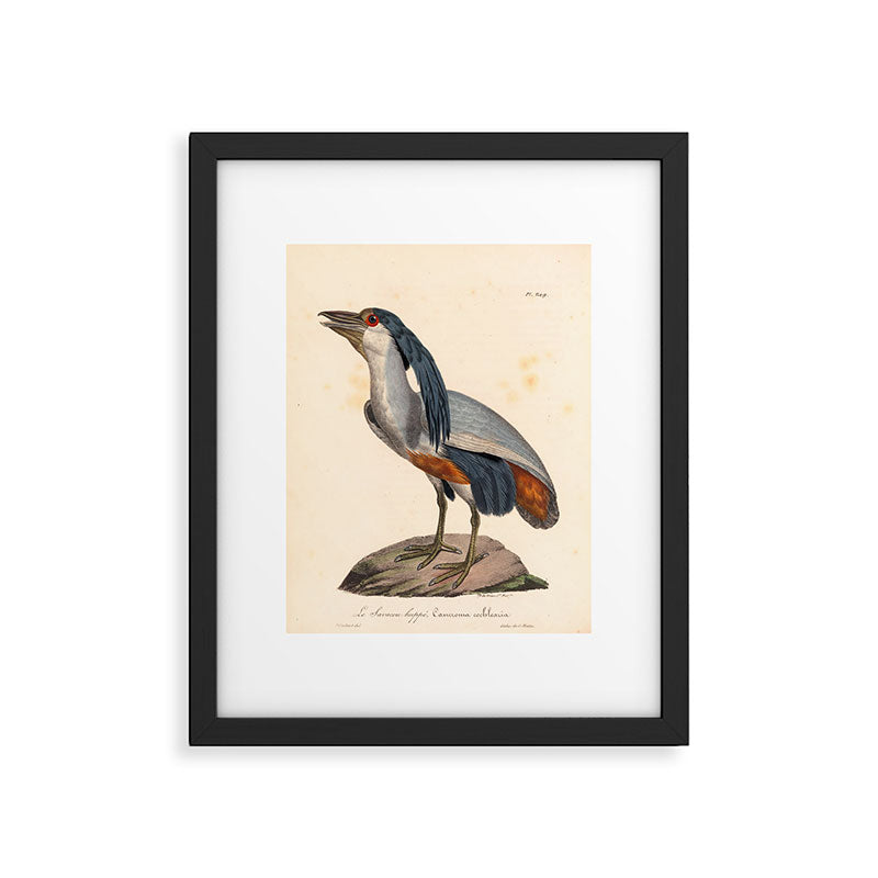 Ornithological illustration from "La Galerie de Oiseaux" ("Bird Gallery"), 1825 Framed Art Print Gallery Image 5