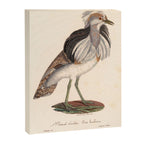 Ornithological illustration from "La Galerie de Oiseaux" ("Bird Gallery"), 1825 Canvas Print Gallery Image 6