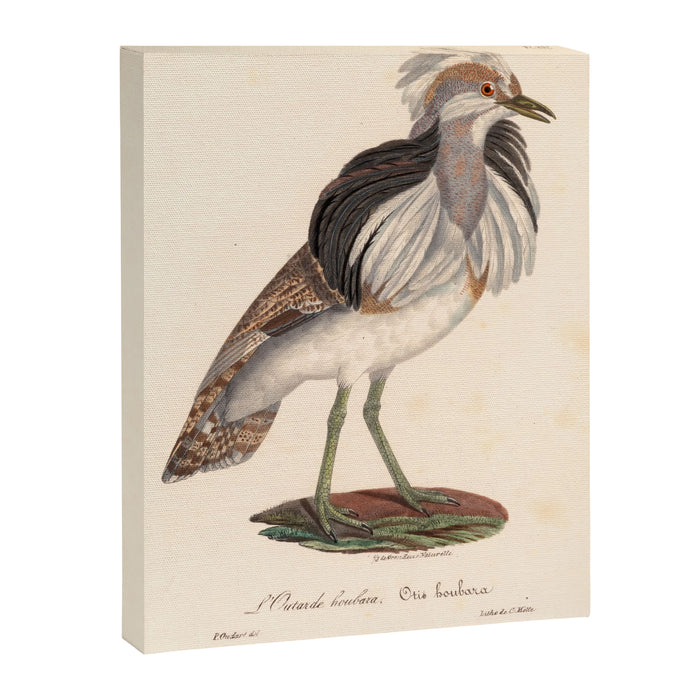 Ornithological illustration from "La Galerie de Oiseaux" ("Bird Gallery"), 1825 Canvas Print Gallery Image 1