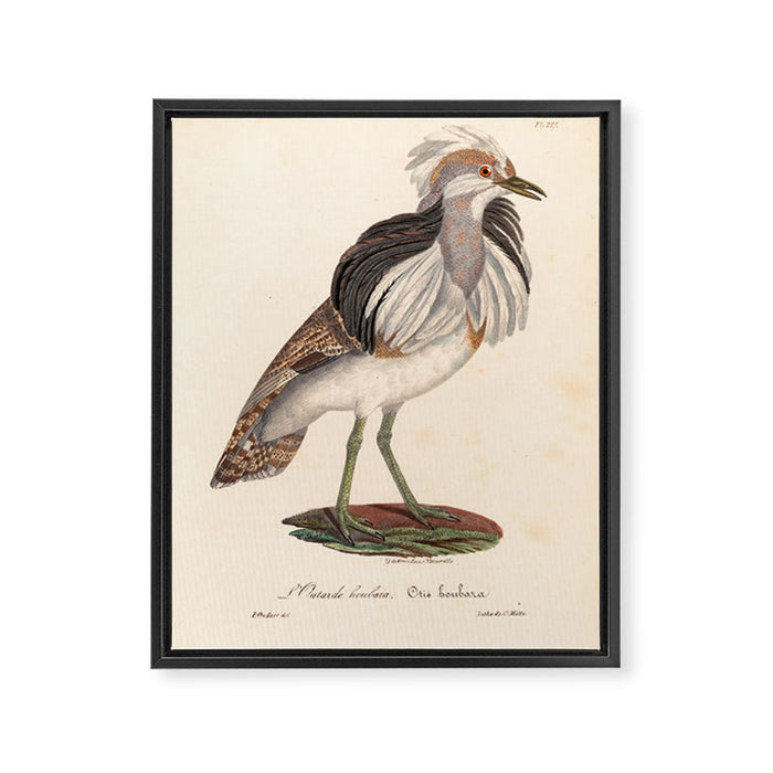 Ornithological illustration from "La Galerie de Oiseaux" ("Bird Gallery"), 1825 Framed Canvas Print Gallery Image 1