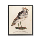 Ornithological illustration from "La Galerie de Oiseaux" ("Bird Gallery"), 1825 Framed Canvas Print Gallery Image 6