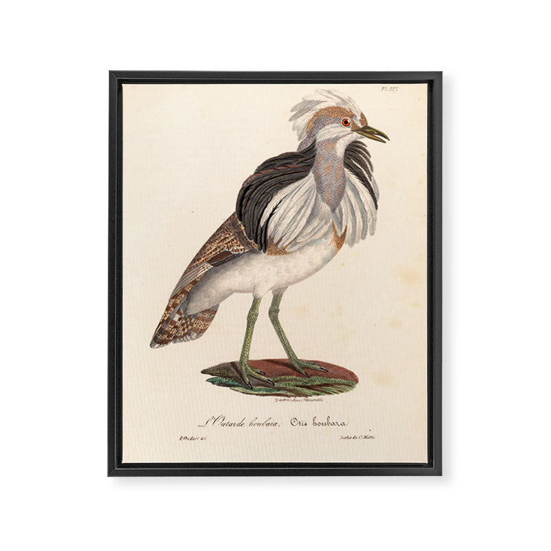 Ornithological illustration from "La Galerie de Oiseaux" ("Bird Gallery"), 1825 Framed Canvas Print Gallery Image 6