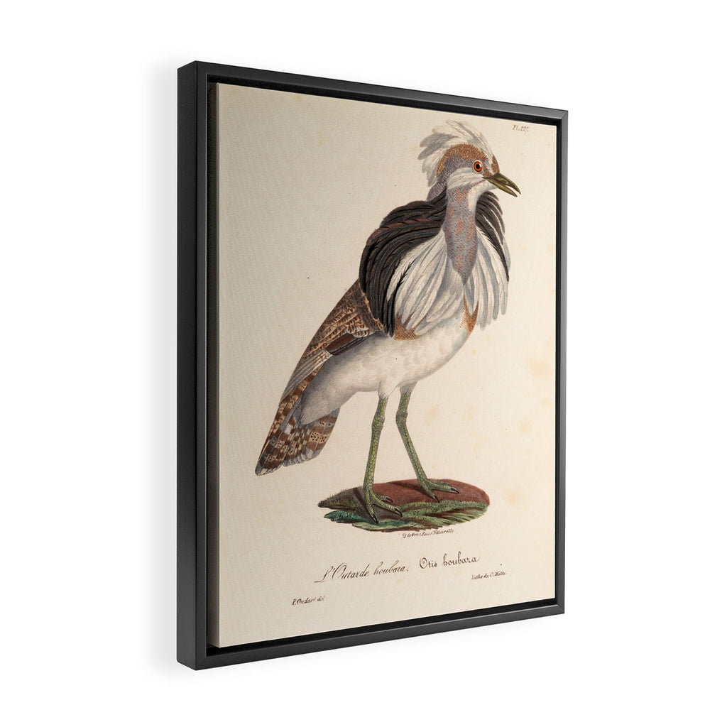 Ornithological illustration from "La Galerie de Oiseaux" ("Bird Gallery"), 1825 Framed Canvas Print Gallery Image 2