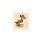 Ornithological illustration from "La Galerie de Oiseaux" ("Bird Gallery"), 1825 Art Print Gallery Image 1