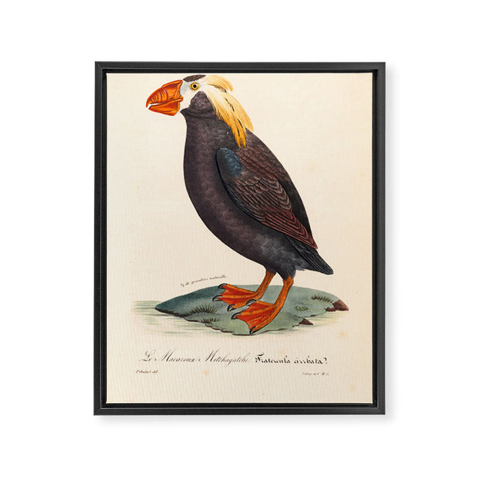 Ornithological illustration from "La Galerie de Oiseaux" ("Bird Gallery"), 1825 Framed Canvas Print Gallery Image 1