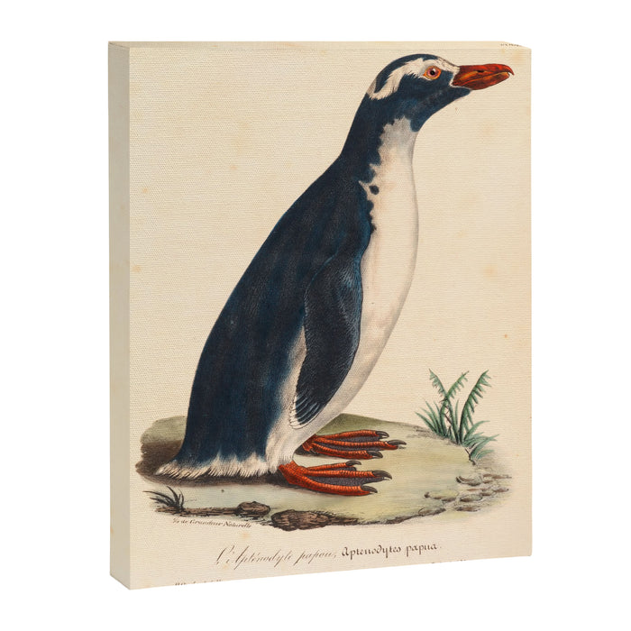 Ornithological illustration from "La Galerie de Oiseaux" ("Bird Gallery"), 1825 Canvas Print Gallery Image 1